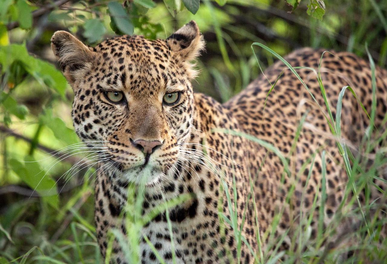 Karongwe Portfolio - Becks Safari Lodge Karongwe Game Reserve Εξωτερικό φωτογραφία