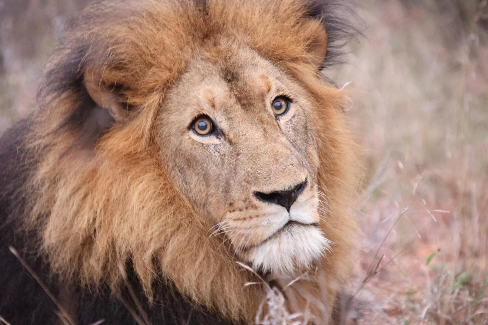 Karongwe Portfolio - Becks Safari Lodge Karongwe Game Reserve Εξωτερικό φωτογραφία