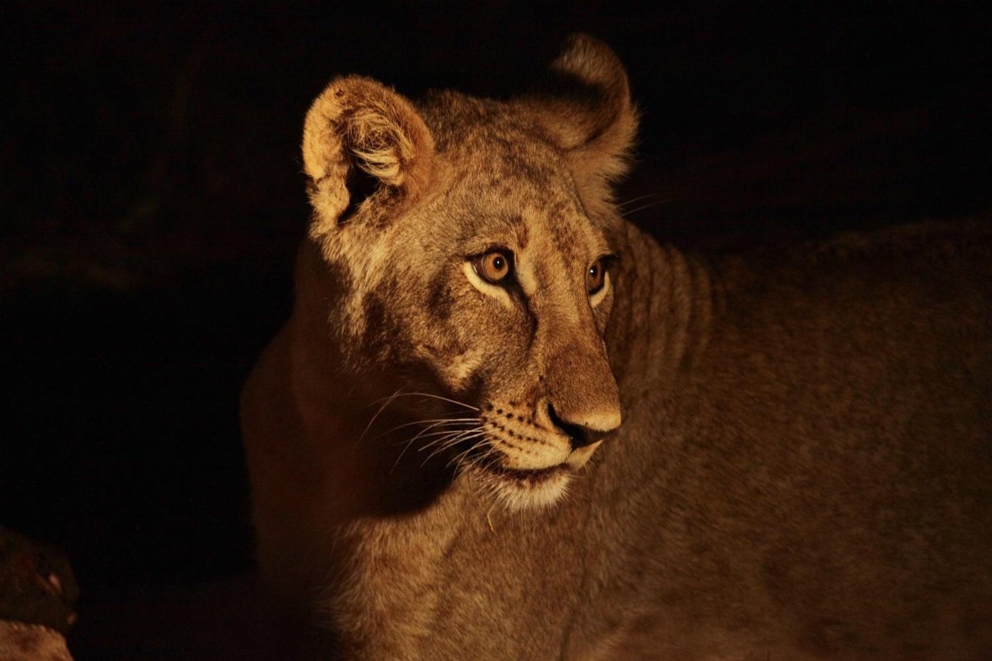 Karongwe Portfolio - Becks Safari Lodge Karongwe Game Reserve Εξωτερικό φωτογραφία