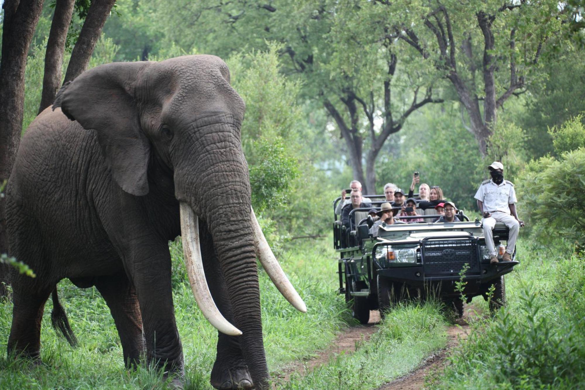Karongwe Portfolio - Becks Safari Lodge Karongwe Game Reserve Εξωτερικό φωτογραφία