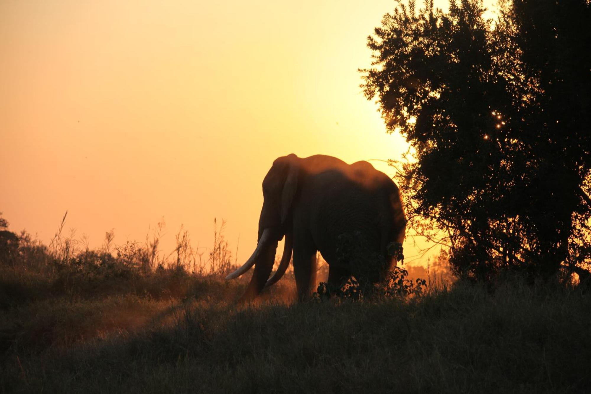 Karongwe Portfolio - Becks Safari Lodge Karongwe Game Reserve Εξωτερικό φωτογραφία