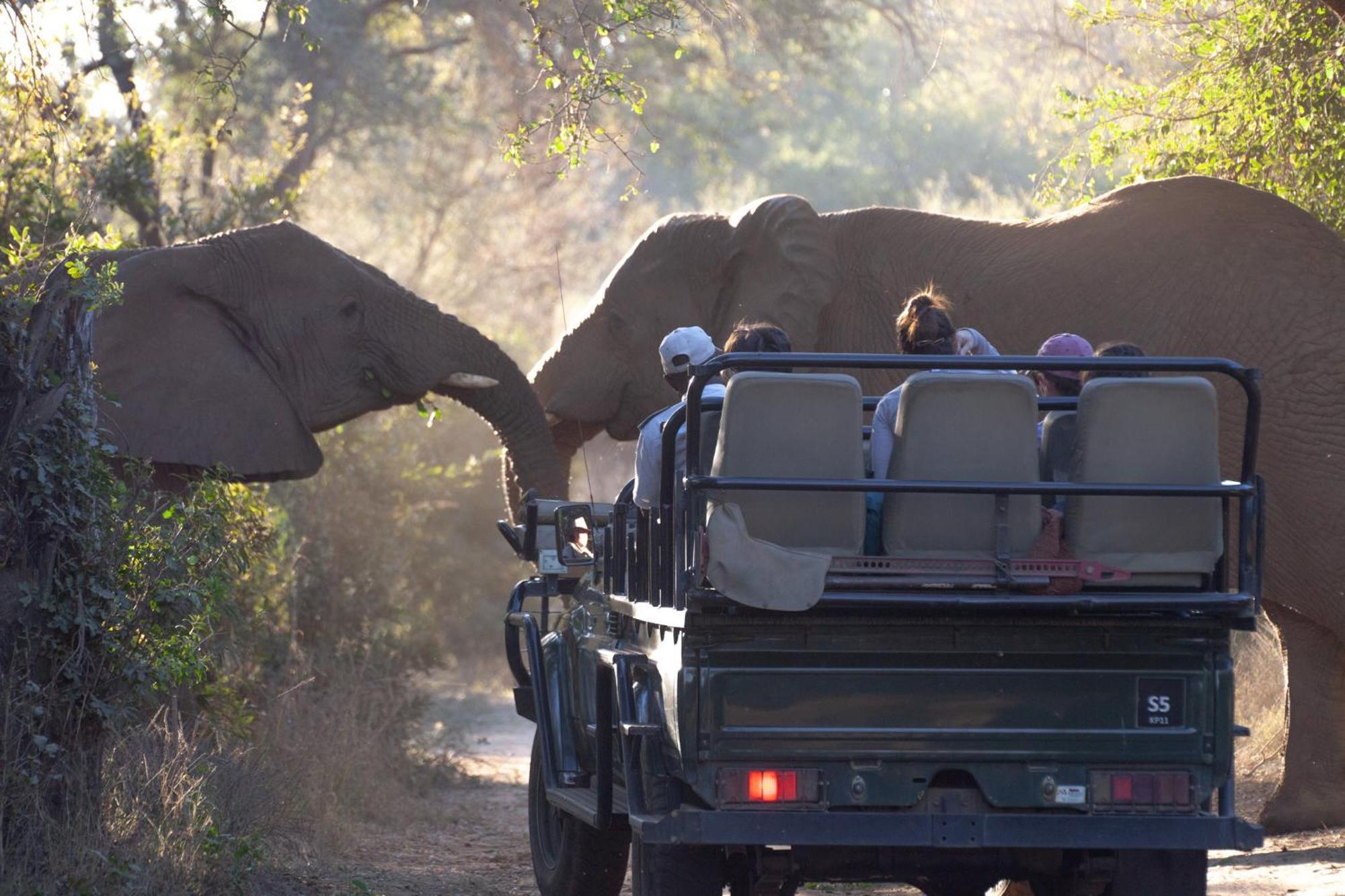 Karongwe Portfolio - Becks Safari Lodge Karongwe Game Reserve Εξωτερικό φωτογραφία