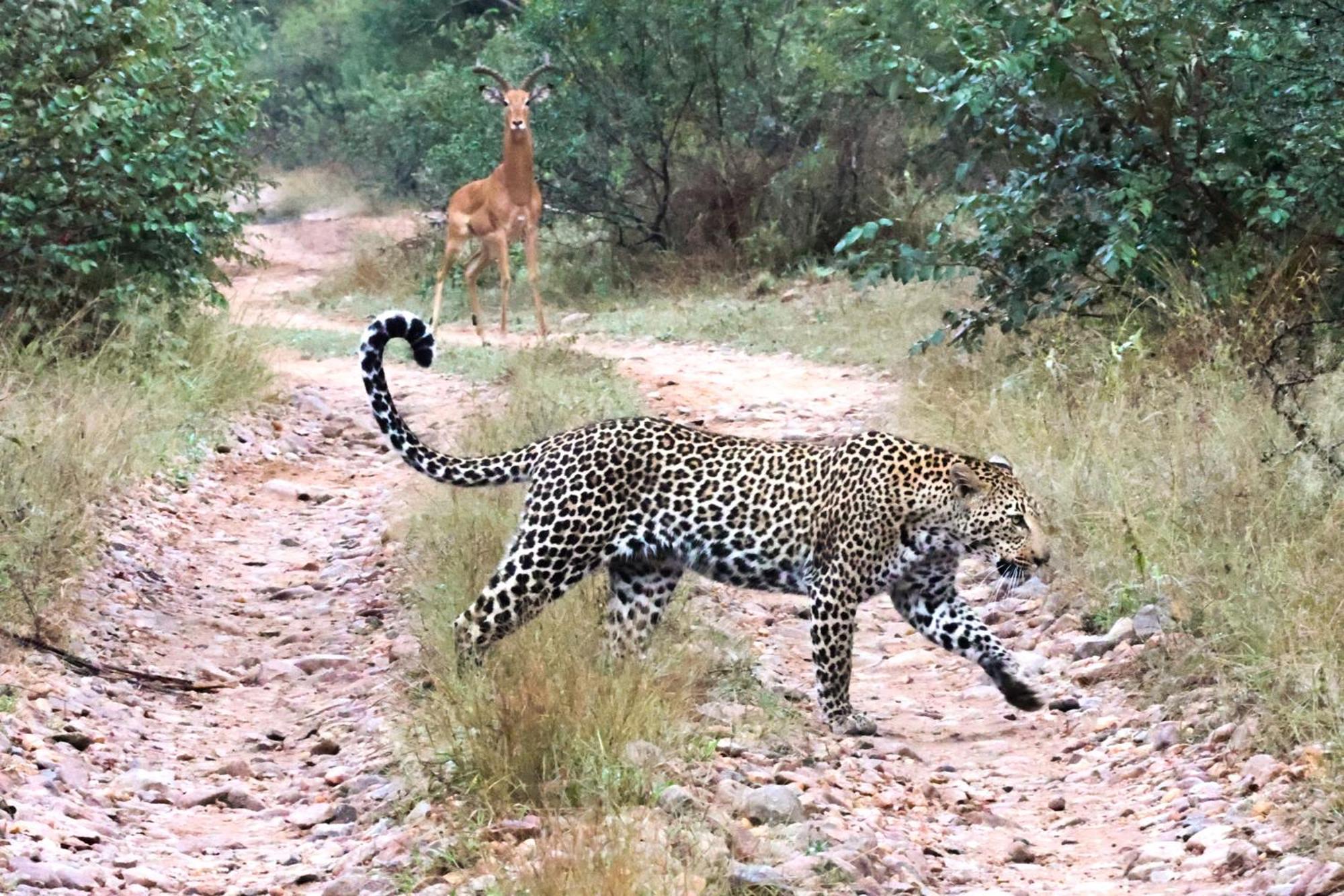 Karongwe Portfolio - Becks Safari Lodge Karongwe Game Reserve Εξωτερικό φωτογραφία
