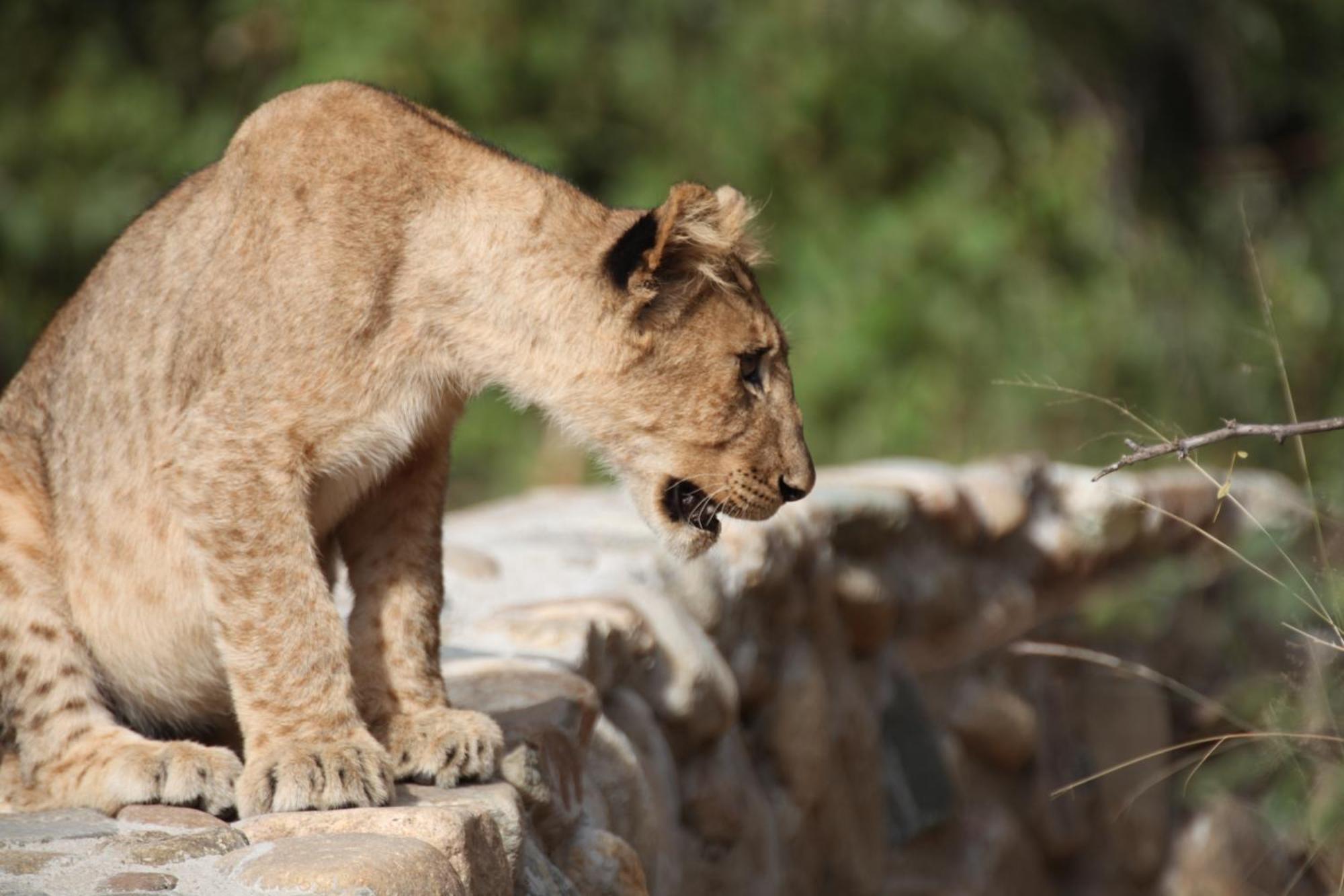 Karongwe Portfolio - Becks Safari Lodge Karongwe Game Reserve Εξωτερικό φωτογραφία