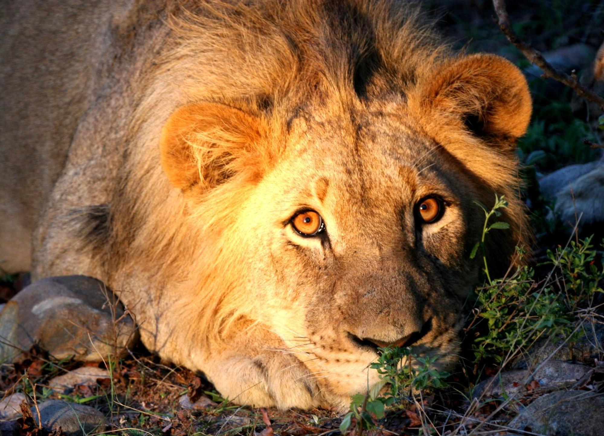 Karongwe Portfolio - Becks Safari Lodge Karongwe Game Reserve Εξωτερικό φωτογραφία