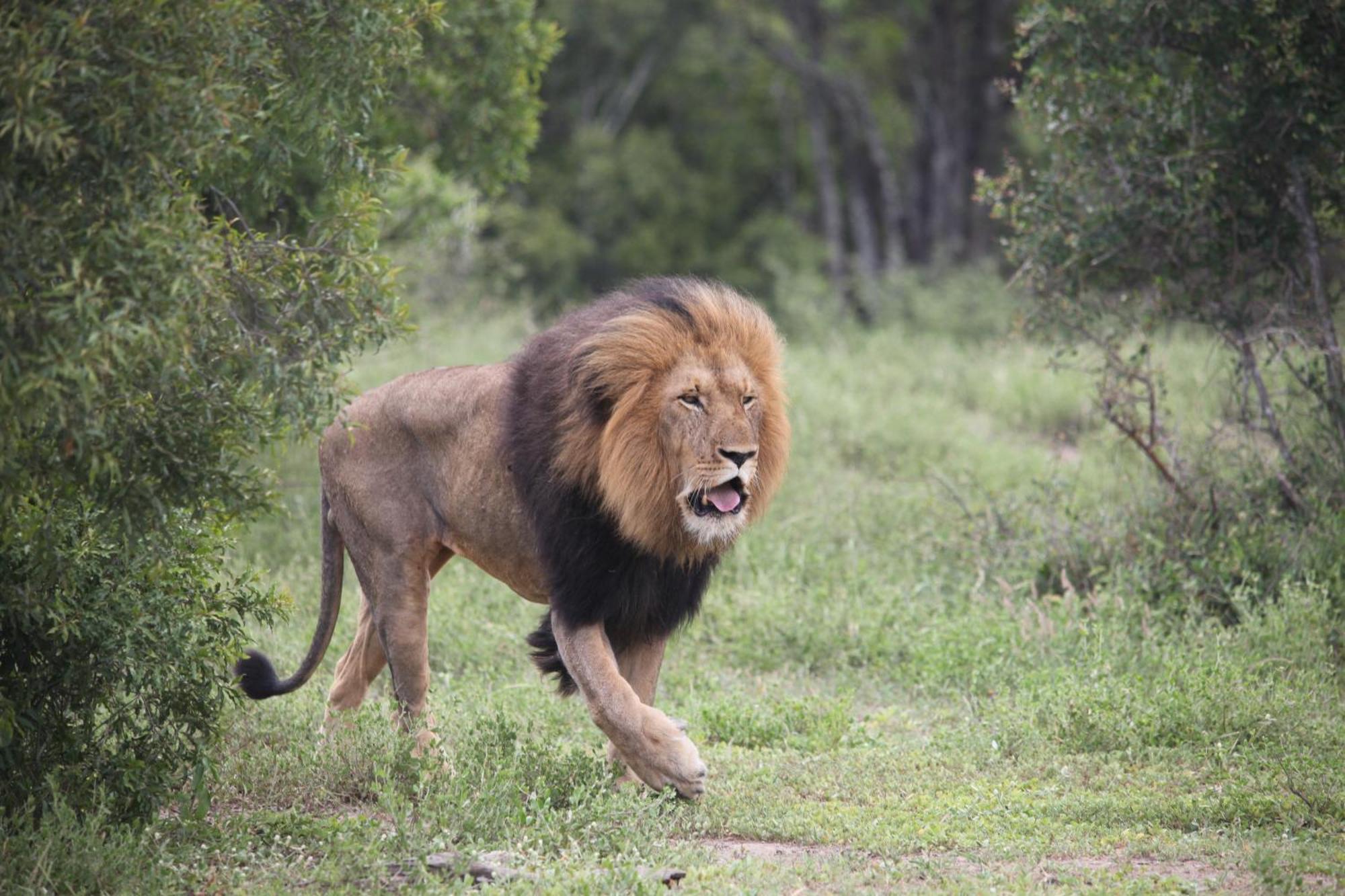 Karongwe Portfolio - Becks Safari Lodge Karongwe Game Reserve Εξωτερικό φωτογραφία
