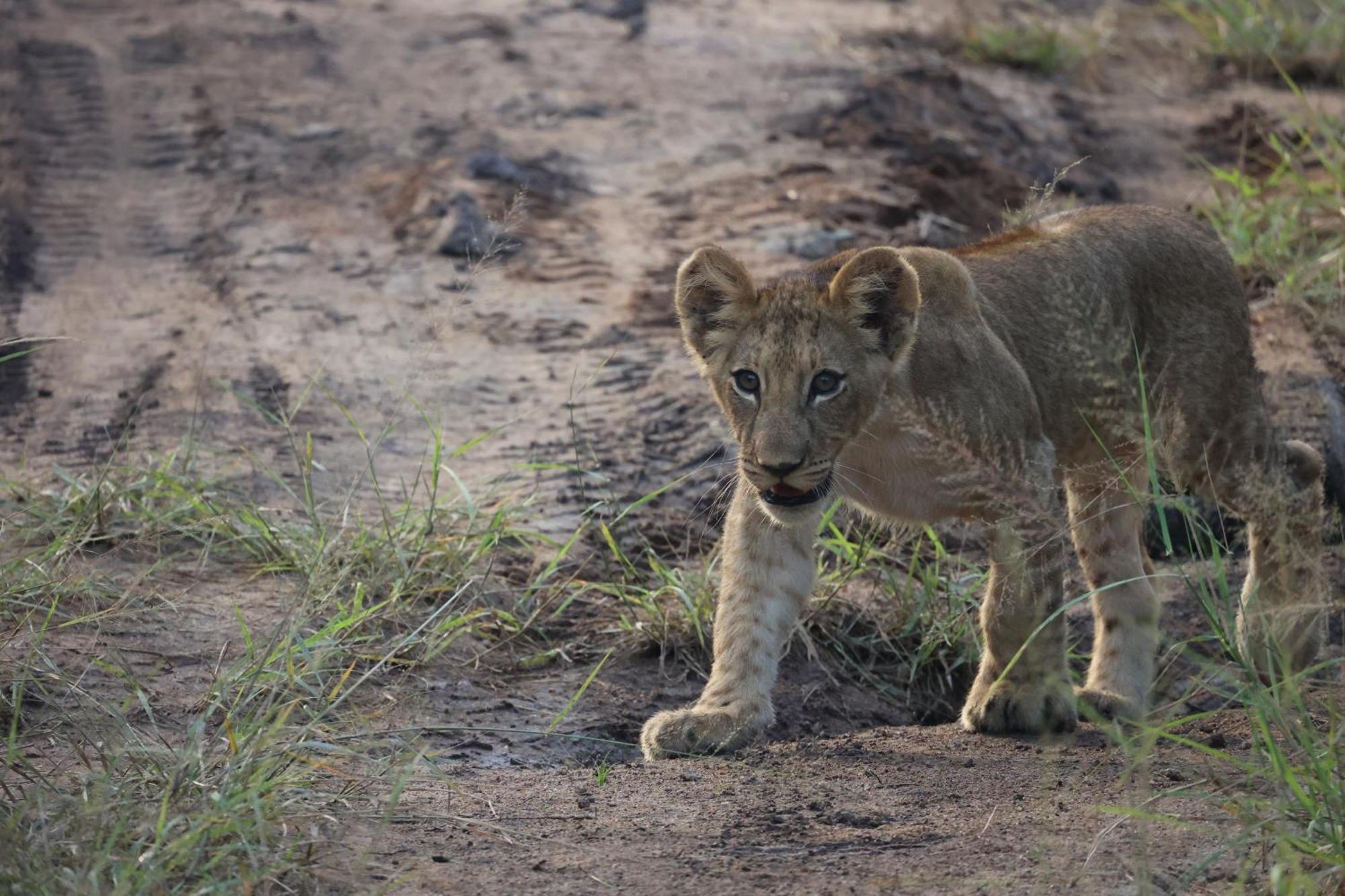 Karongwe Portfolio - Becks Safari Lodge Karongwe Game Reserve Εξωτερικό φωτογραφία