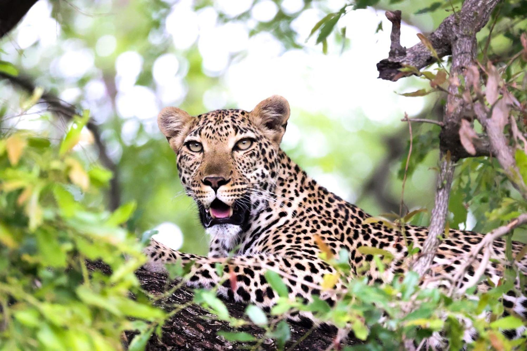 Karongwe Portfolio - Becks Safari Lodge Karongwe Game Reserve Εξωτερικό φωτογραφία