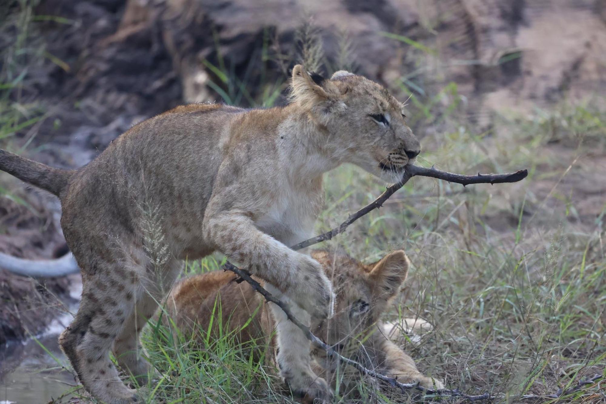 Karongwe Portfolio - Becks Safari Lodge Karongwe Game Reserve Εξωτερικό φωτογραφία