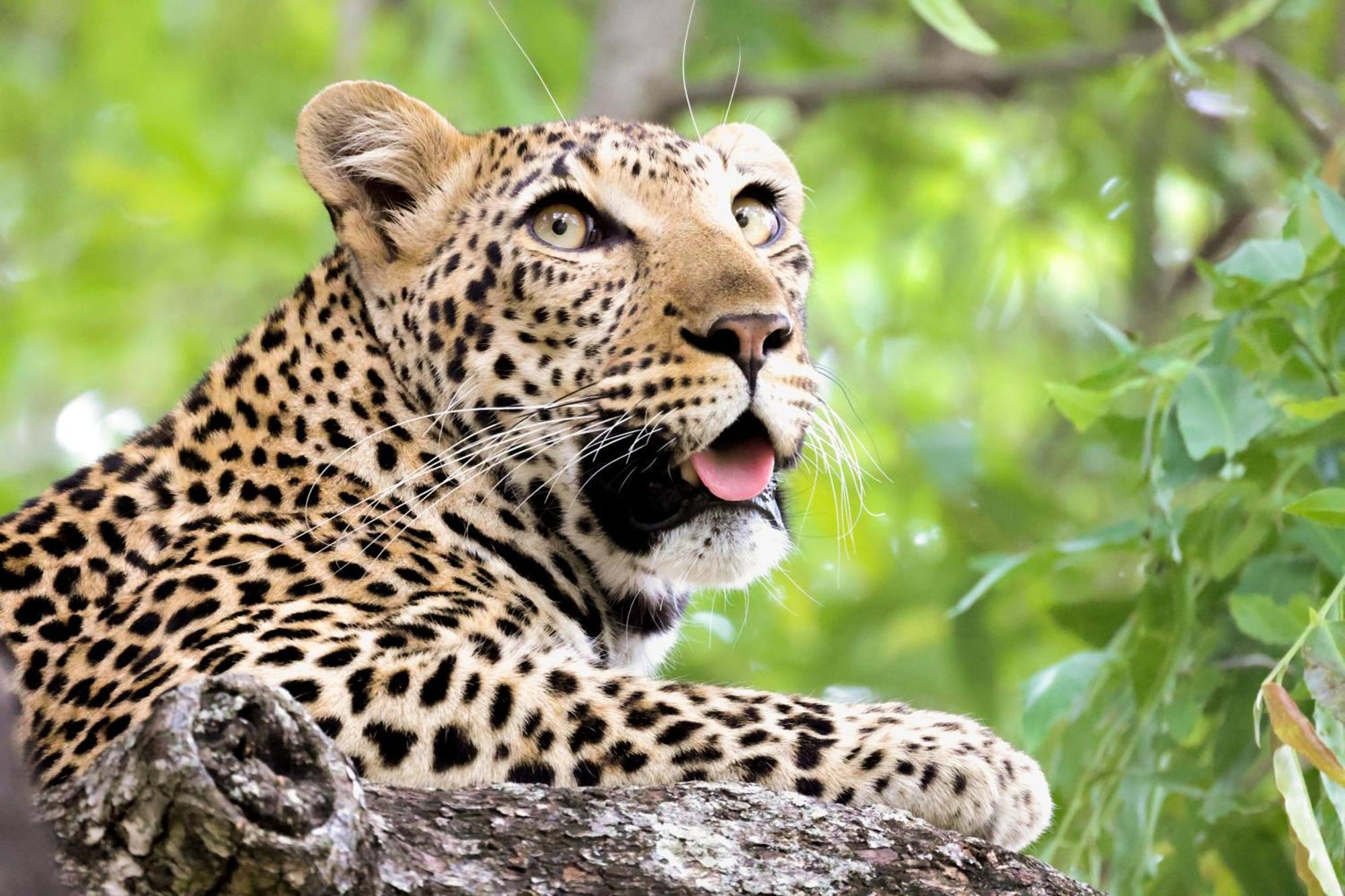 Karongwe Portfolio - Becks Safari Lodge Karongwe Game Reserve Εξωτερικό φωτογραφία